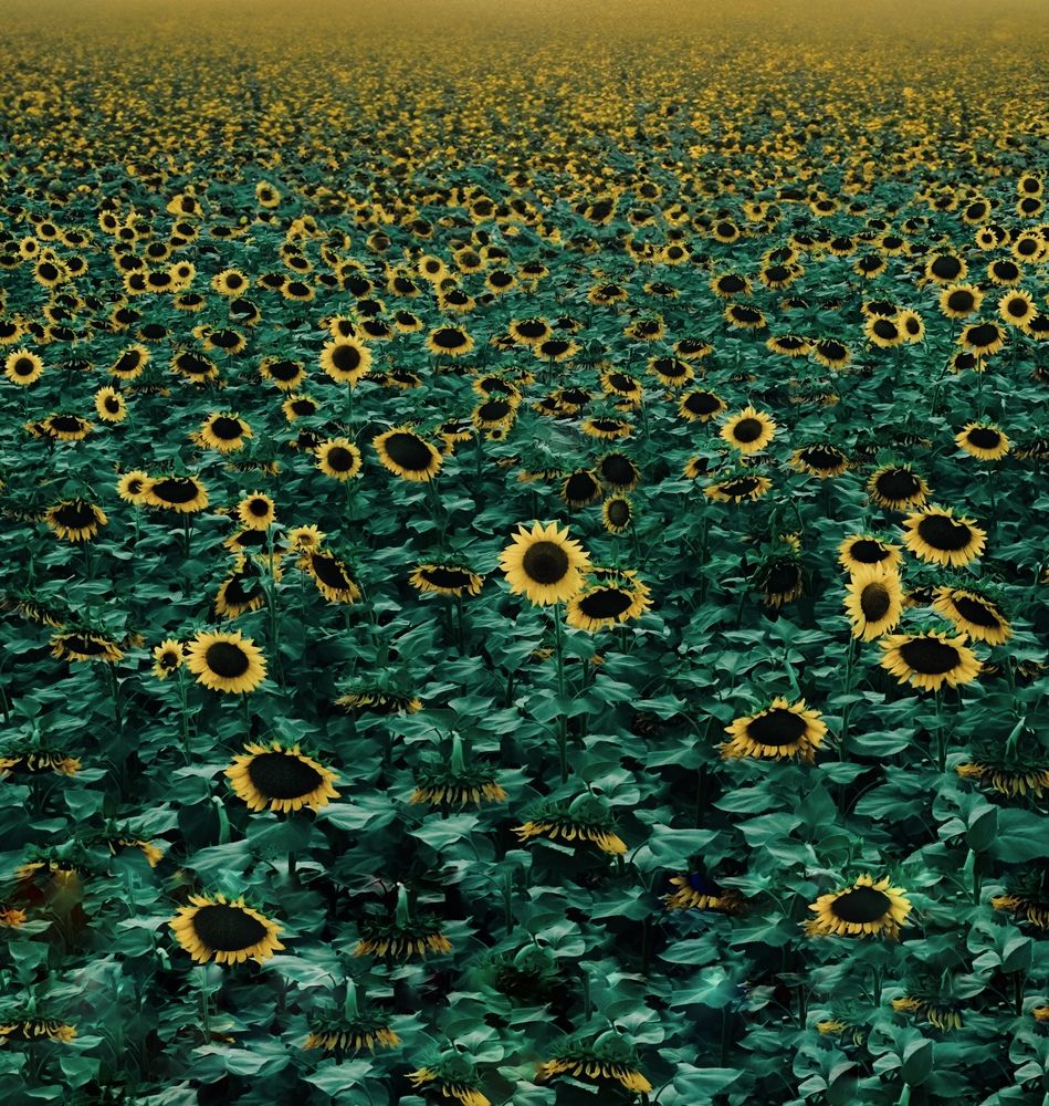 Фотография автора Awais Akram