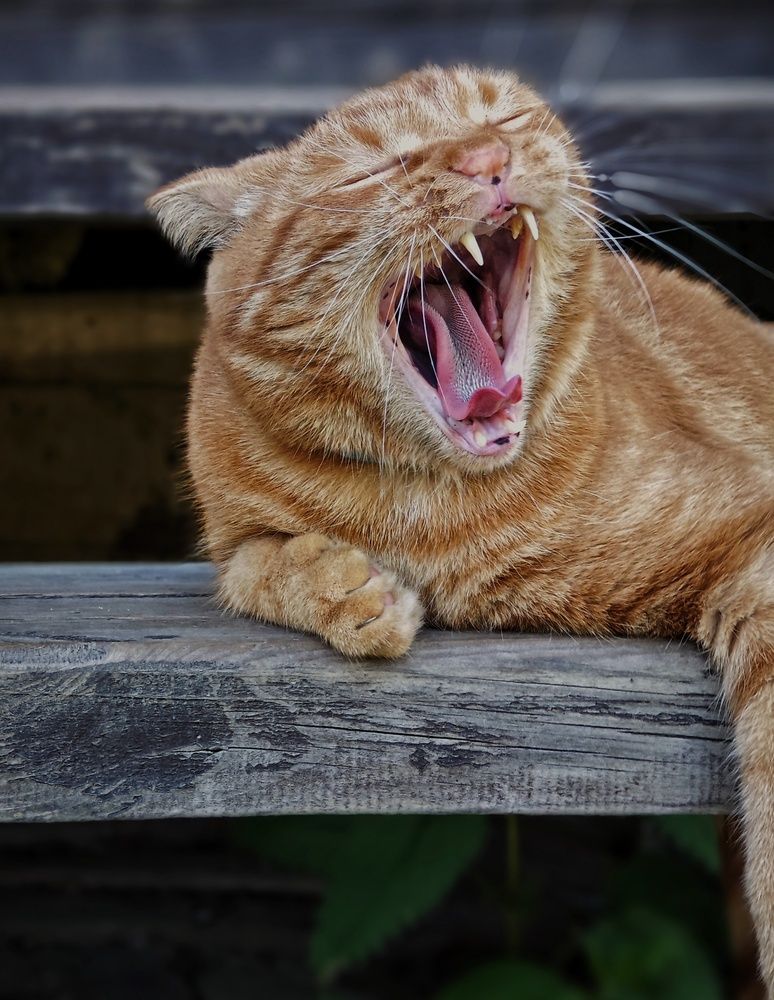 Фотография автора Евгения Владимировна