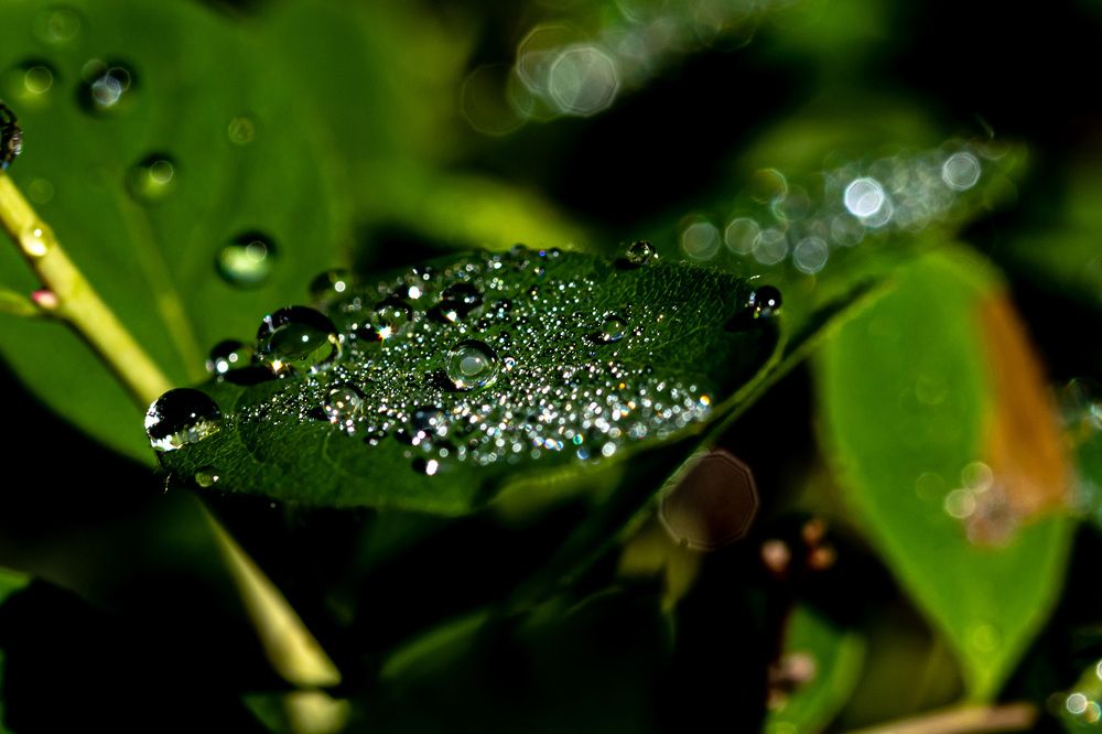 Photograph by Анна Оськина