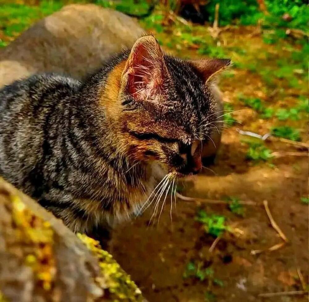 Photograph by Anwar Azzouz