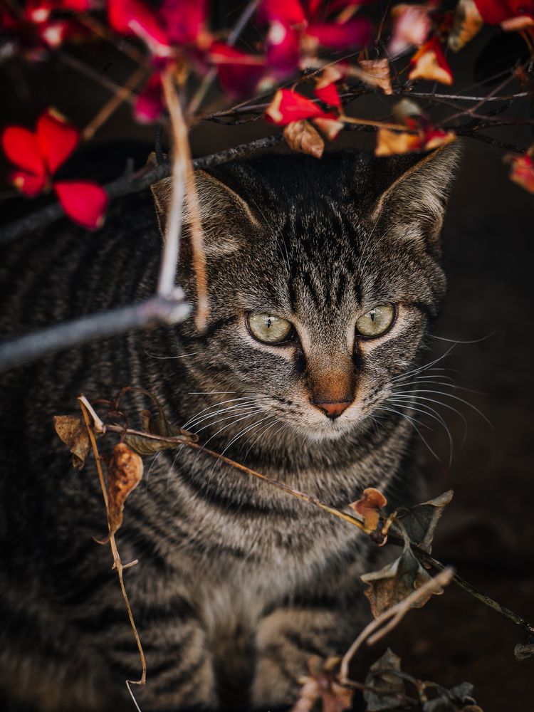 Фотография автора Uesan Aliace