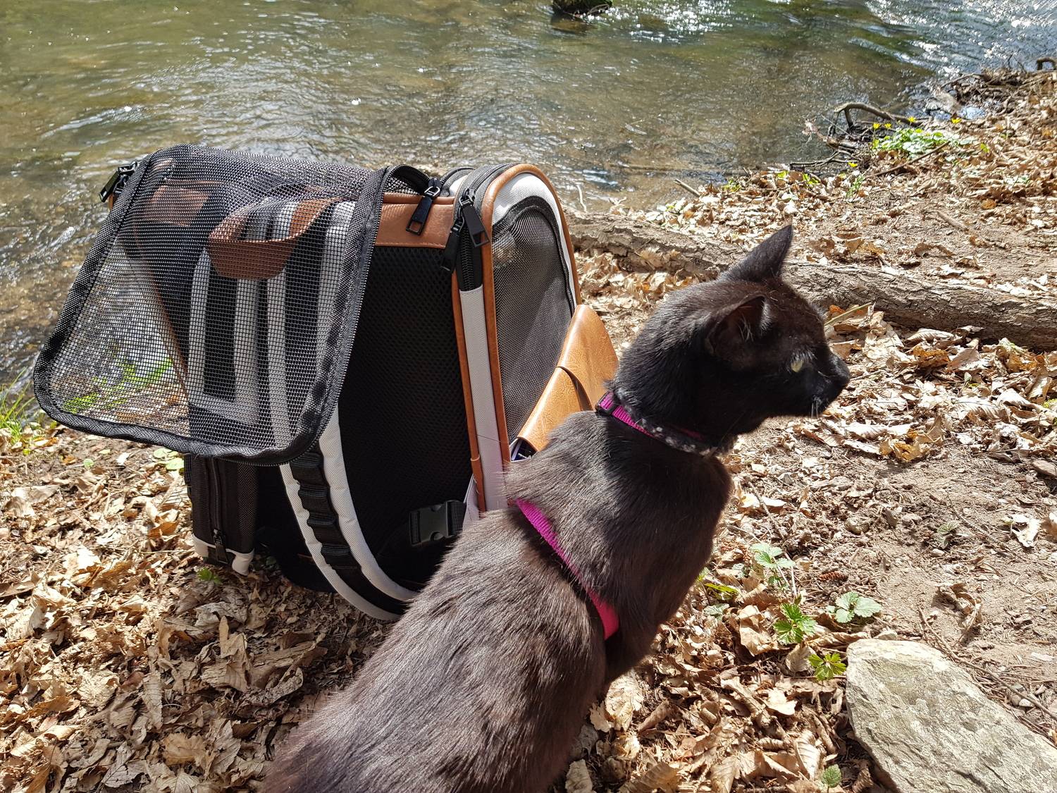 Photo #12245932