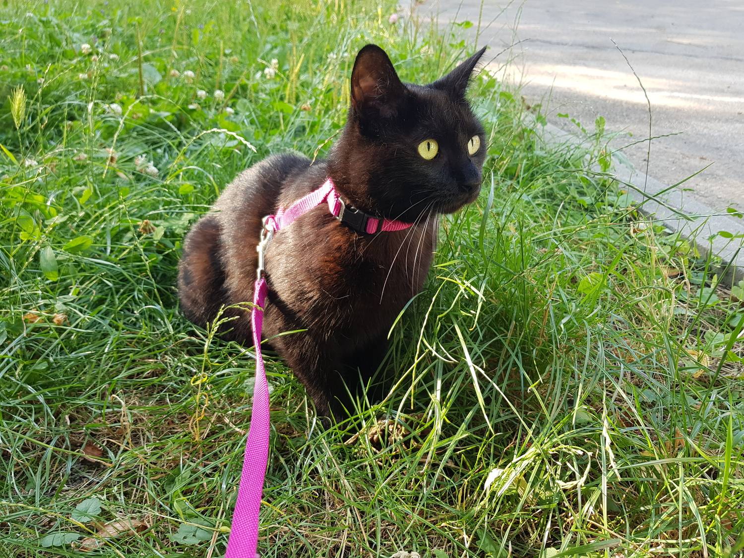 Photo #12245941