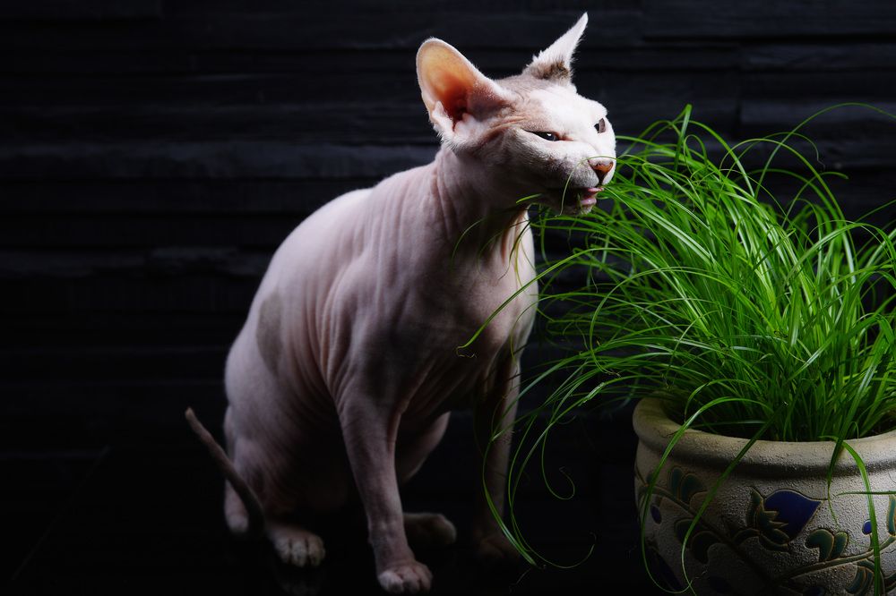 Фотография автора Igor Lukin