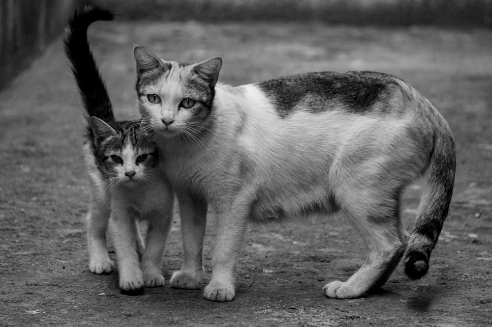 Фотография автора Kushal Lad