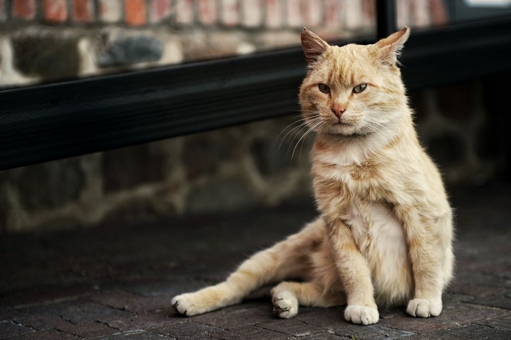 Photograph by Владимир Леликов-Кузьменко