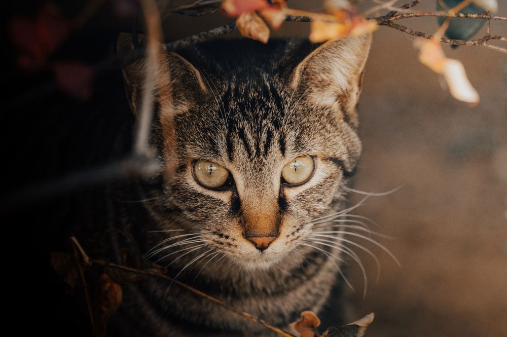 Фотография автора Uesan Aliace