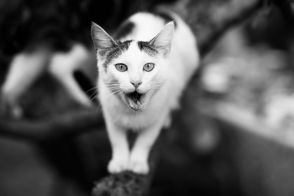 Photograph by Анна Чеснокова