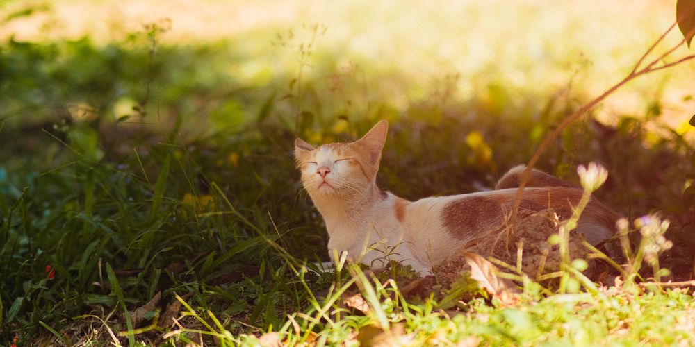 Photograph by Sadman Sakib