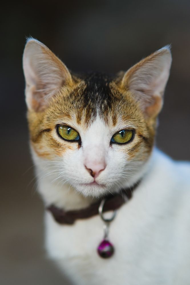 Photograph by Sadman Sakib