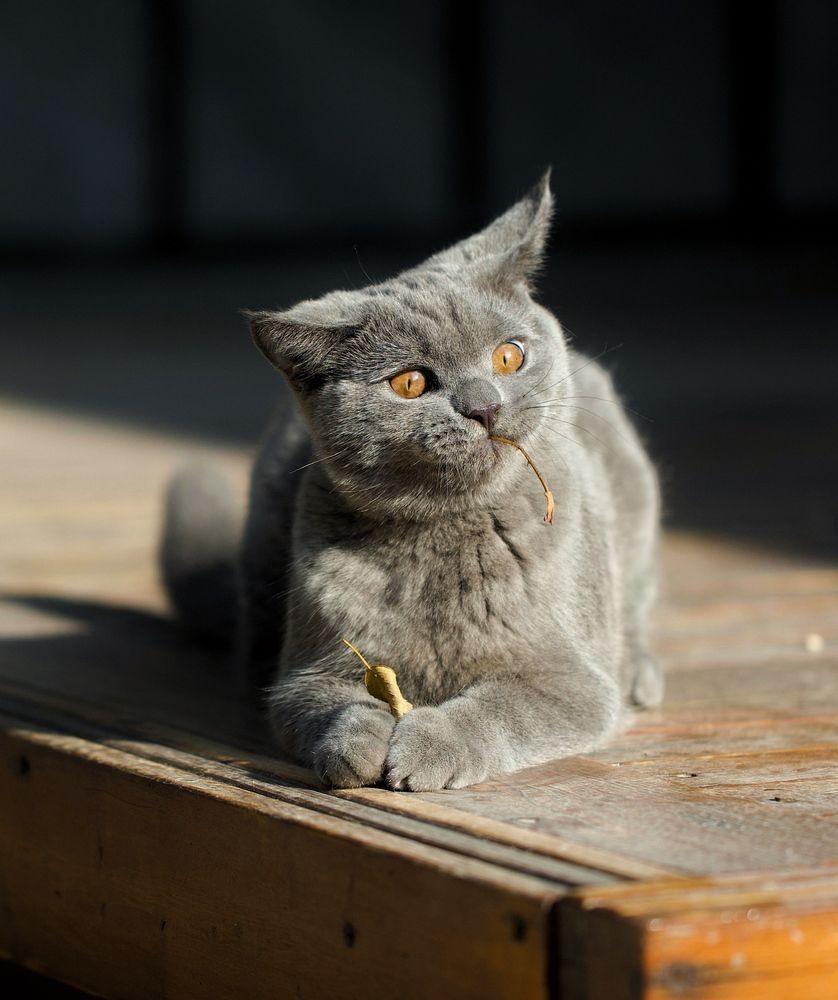 Фотография автора Hamidreza Saedi