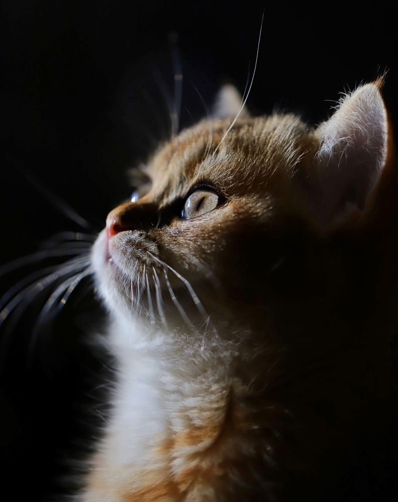 Фотография автора Hamidreza Saedi