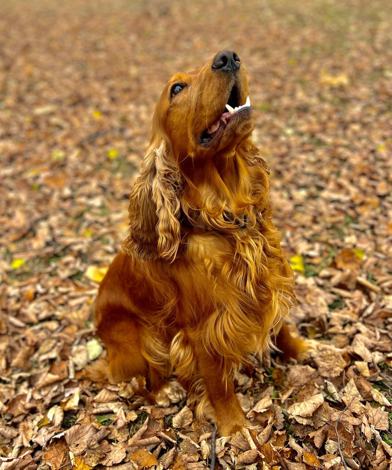 Photo #12246310