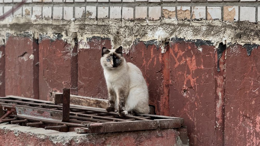 Photograph by Дмитрий Бобровский