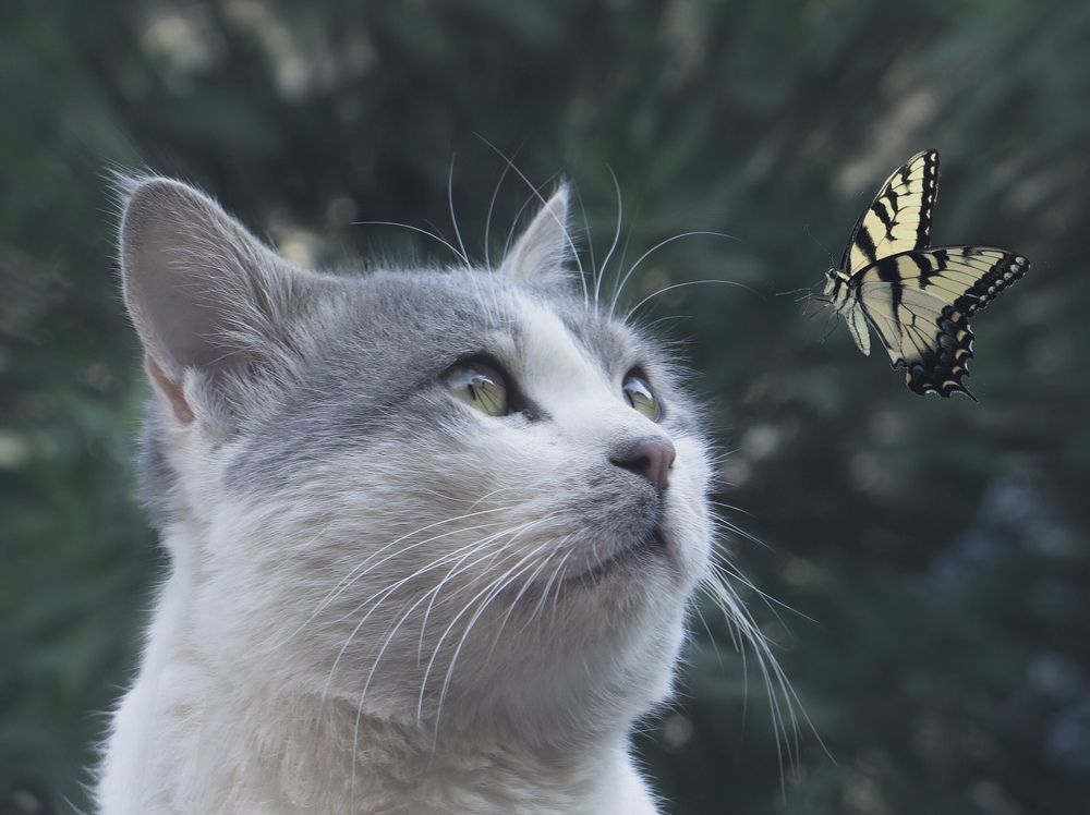 Фотография автора Ali Shahbazi