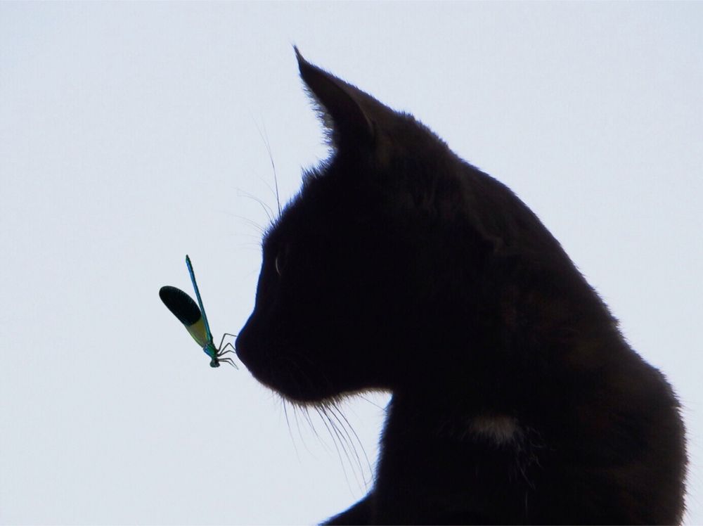 Фотография автора Ali Shahbazi