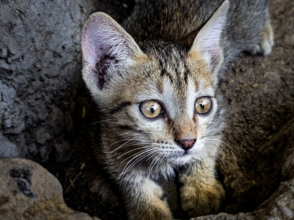 Photograph by Ajay Kumar