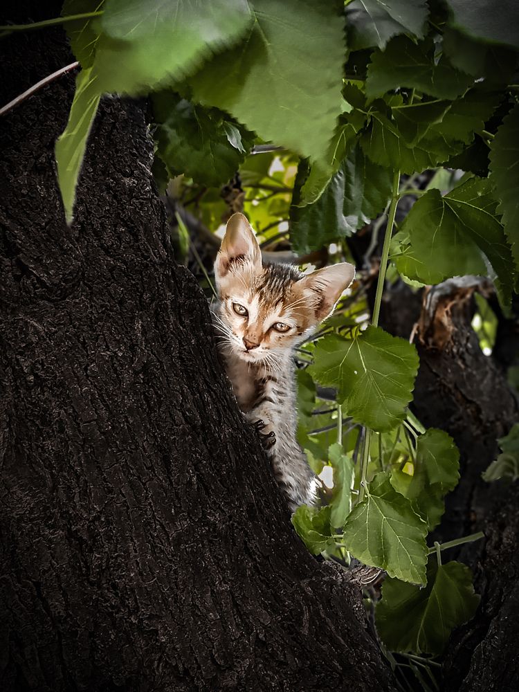 Photograph by Ajay Kumar