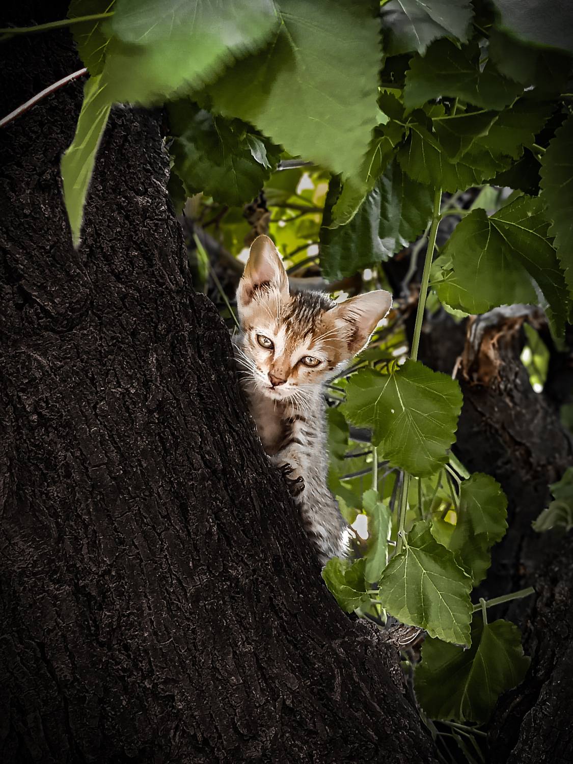 Photo #12246559