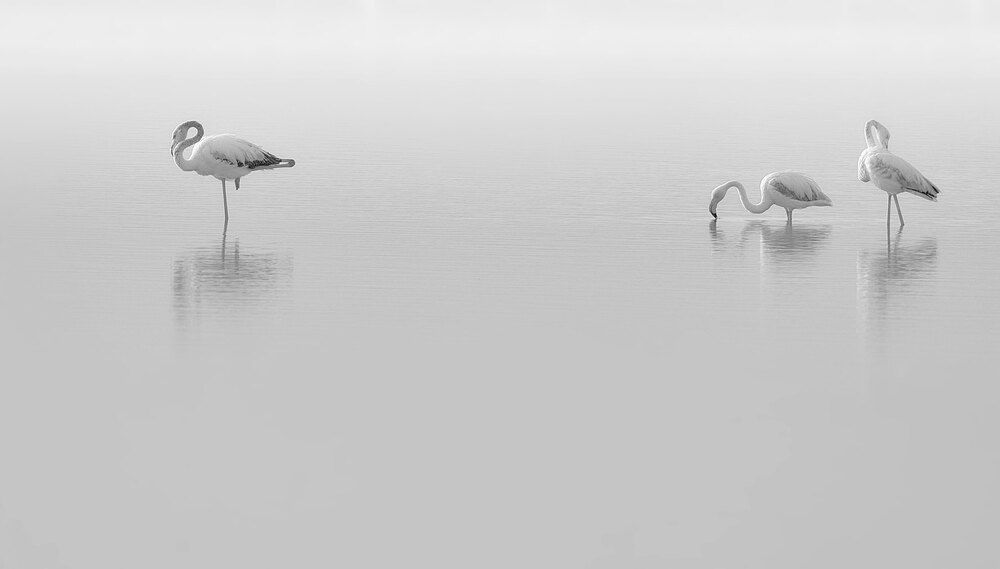 Photograph by Boris Bekelman