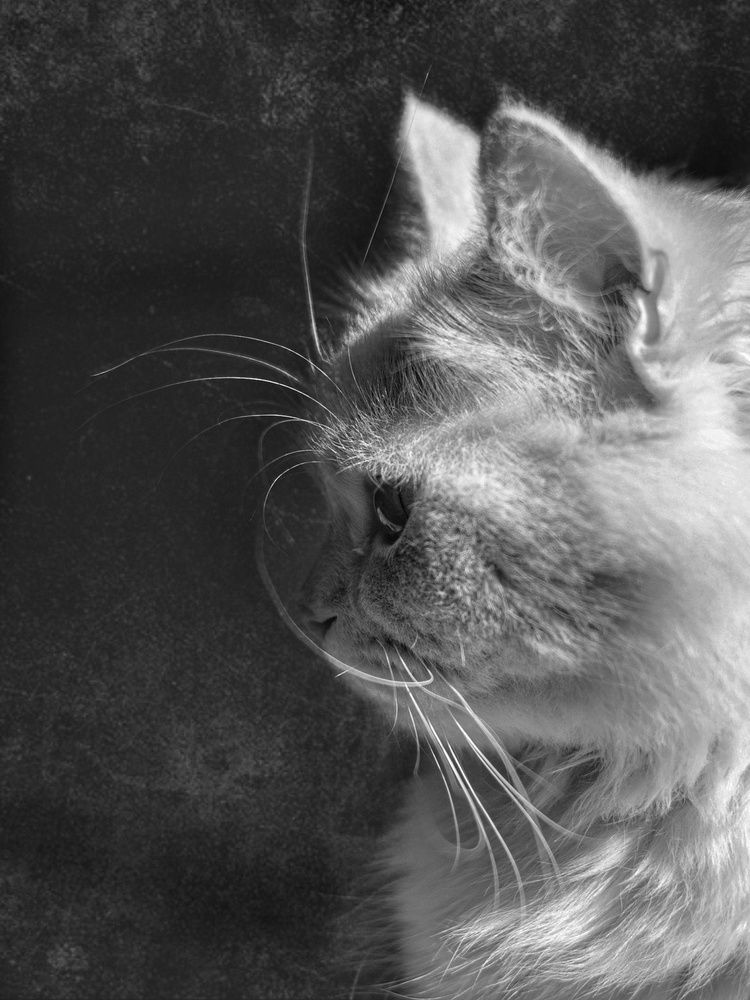 Photograph by Литвинова Галина