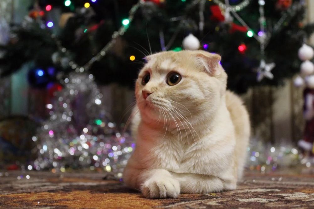 Photograph by Олеся Старицкая