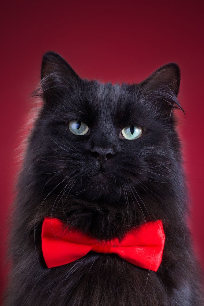 Simuran Onix, siberian cat