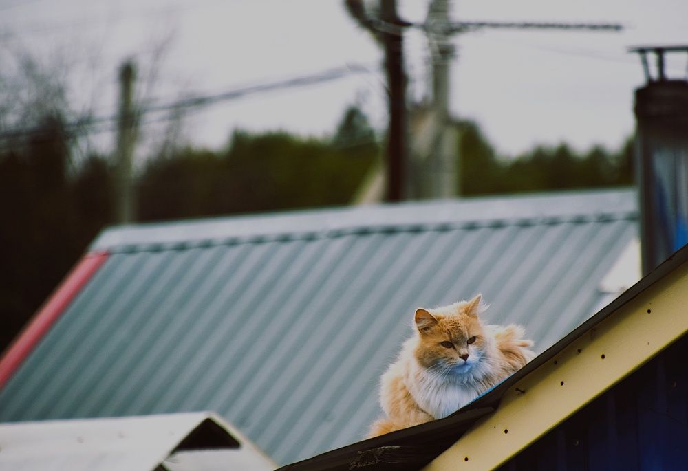 Photograph by Сухинина Ирина