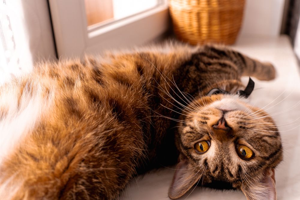 Фотография автора Дмитрий Себрин