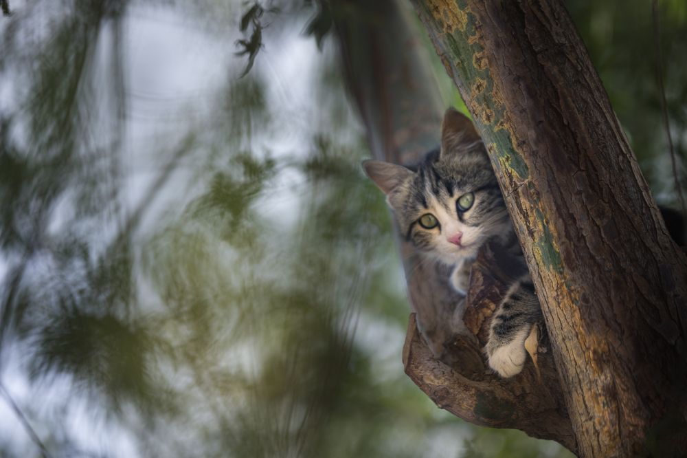 Фотография автора Neda Shirazi