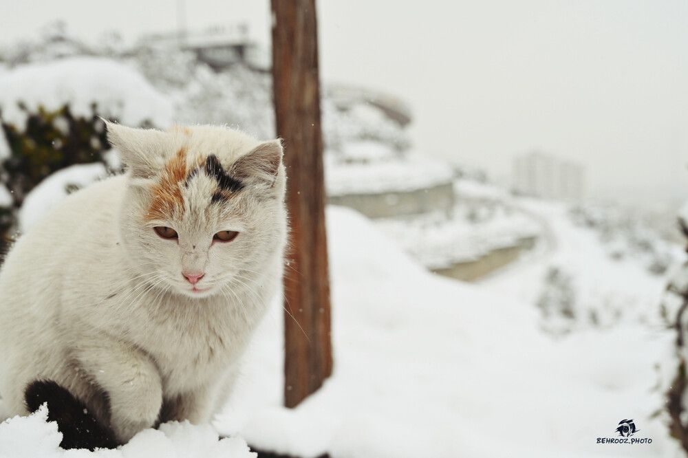 Фотография автора behrooz roosta