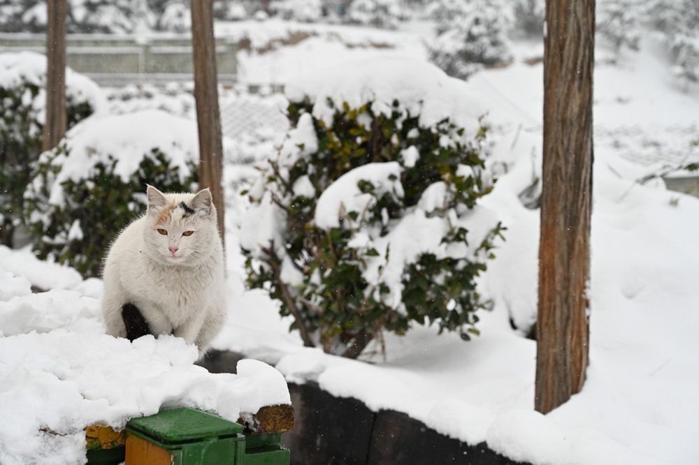 Фотография автора behrooz roosta