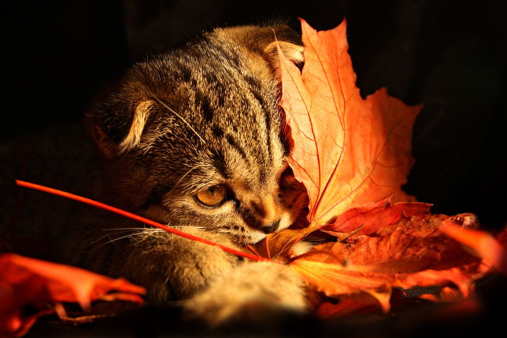 Фотография автора Марина Савиных