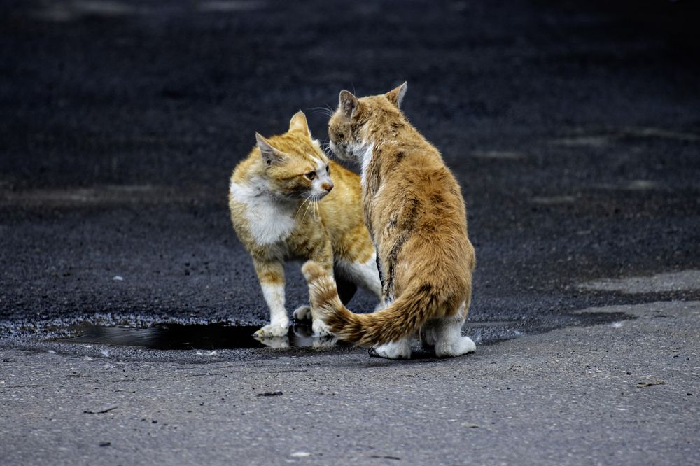 Фотография автора M PANAH Miaad