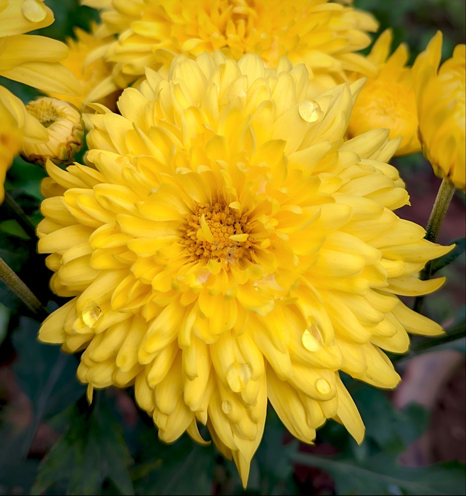 Tear Drops of Nature