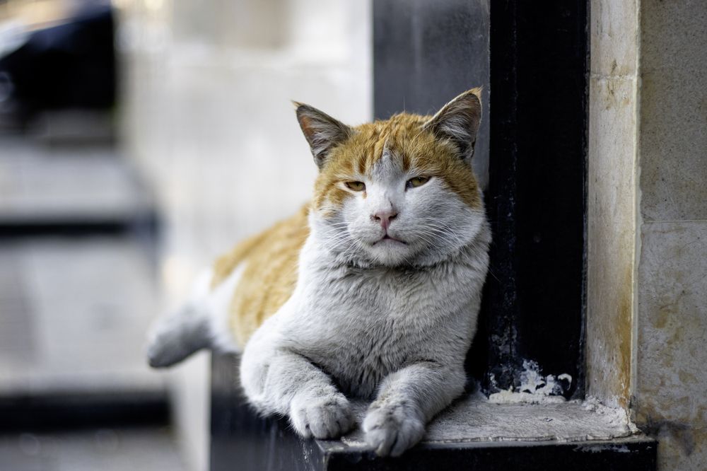 Фотография автора M PANAH Miaad