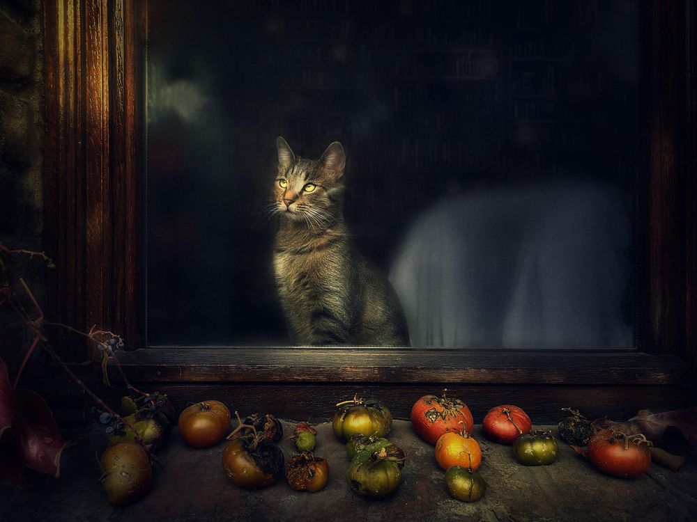 Photograph by Ovidiu Constantin horneac