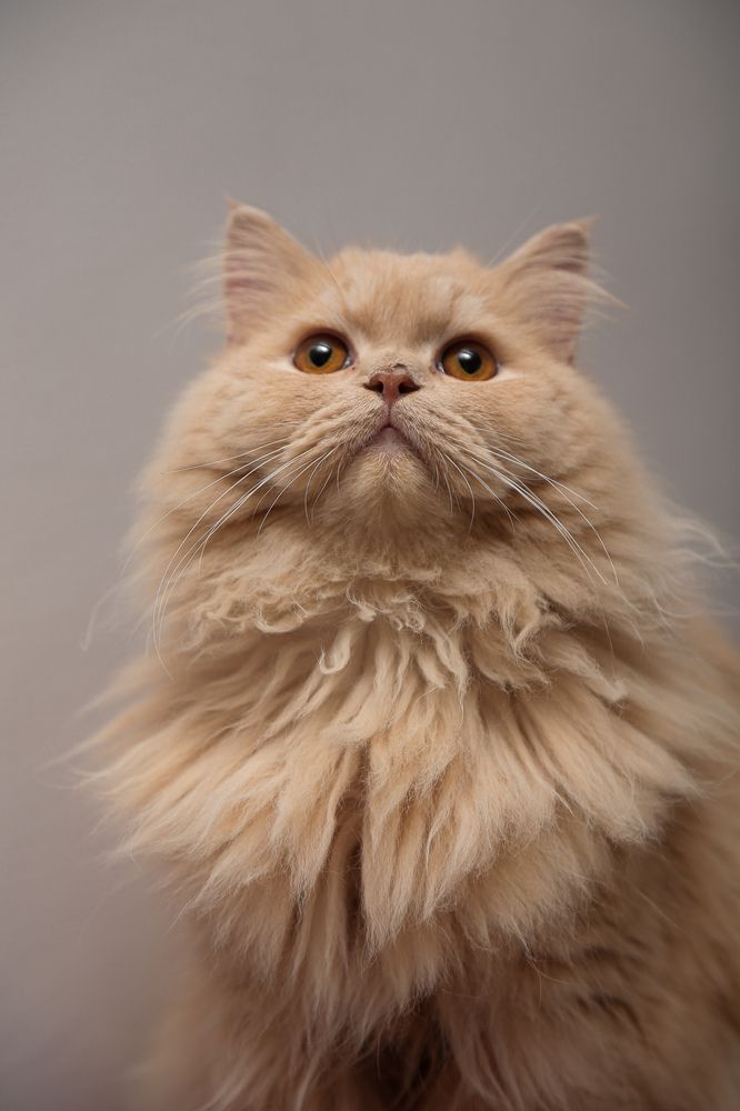 Фотография автора Mohammad Asif