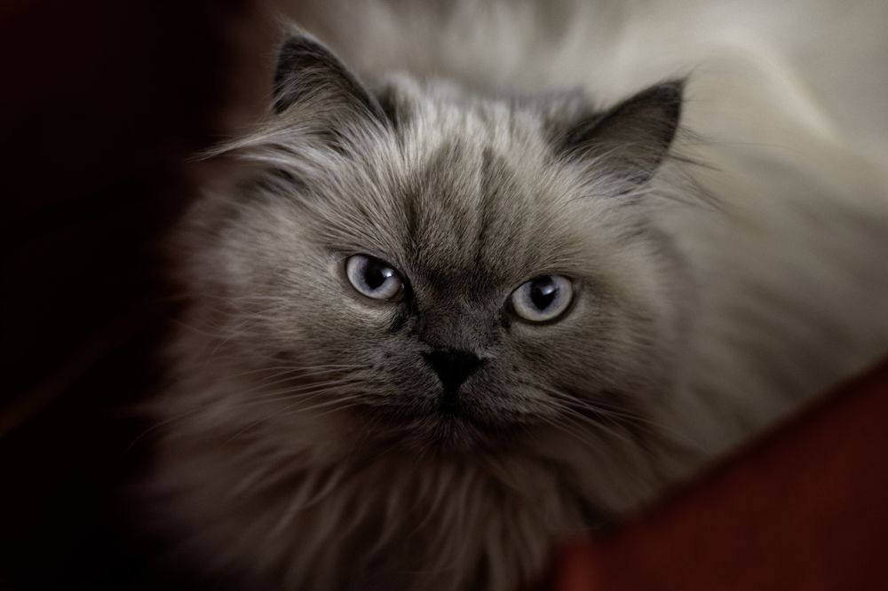 Фотография автора M PANAH Miaad