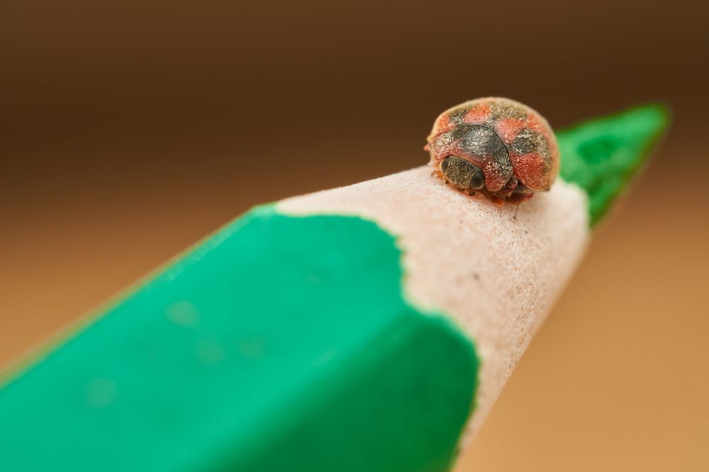 Photograph by Santiago Diaz Aragon