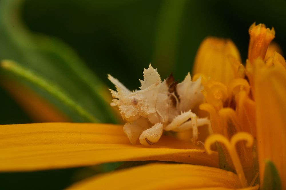 Photograph by Santiago Diaz Aragon