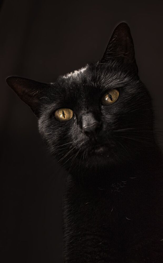 Фотография автора Jesse Cavalcante