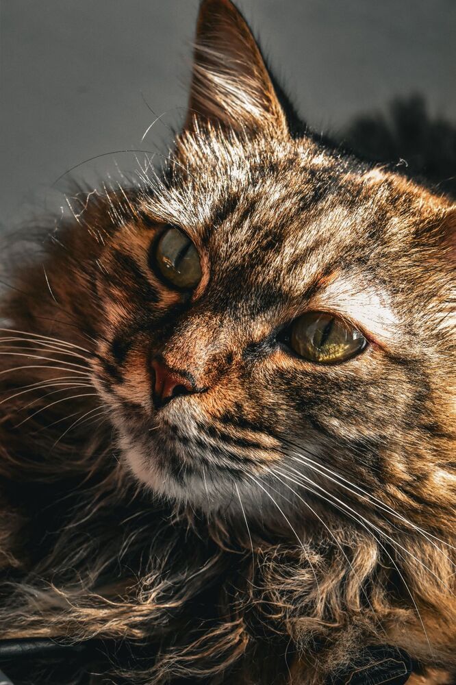 Фотография автора Jesse Cavalcante