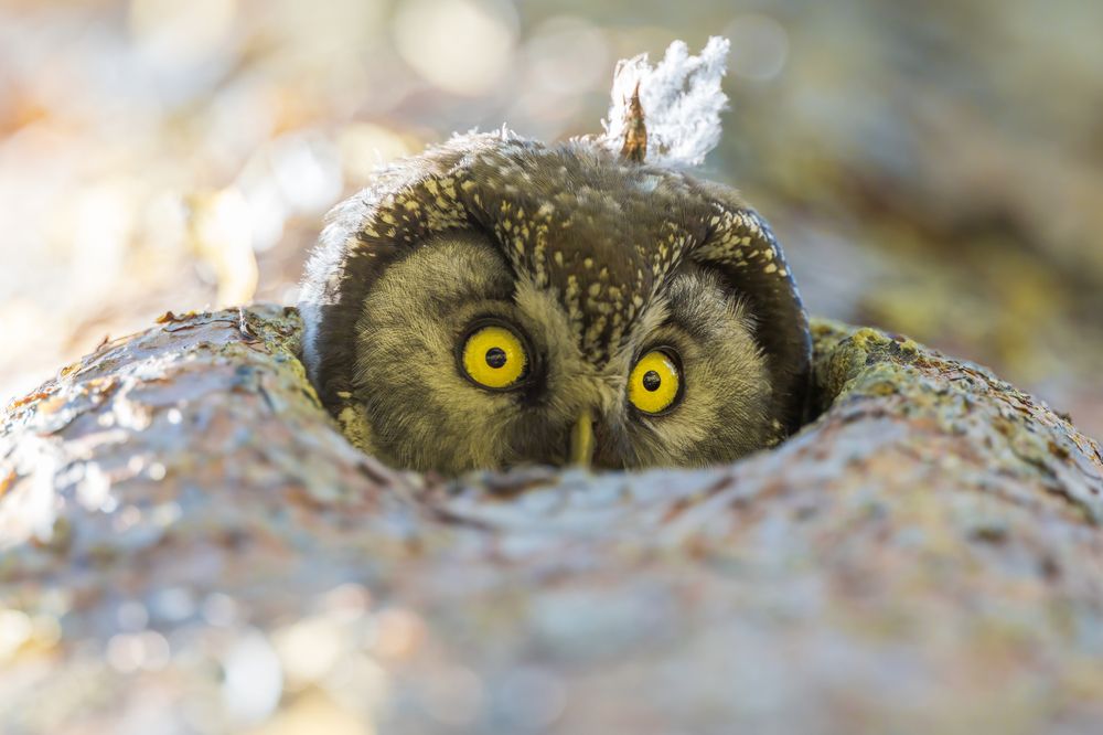 Boreal Owl