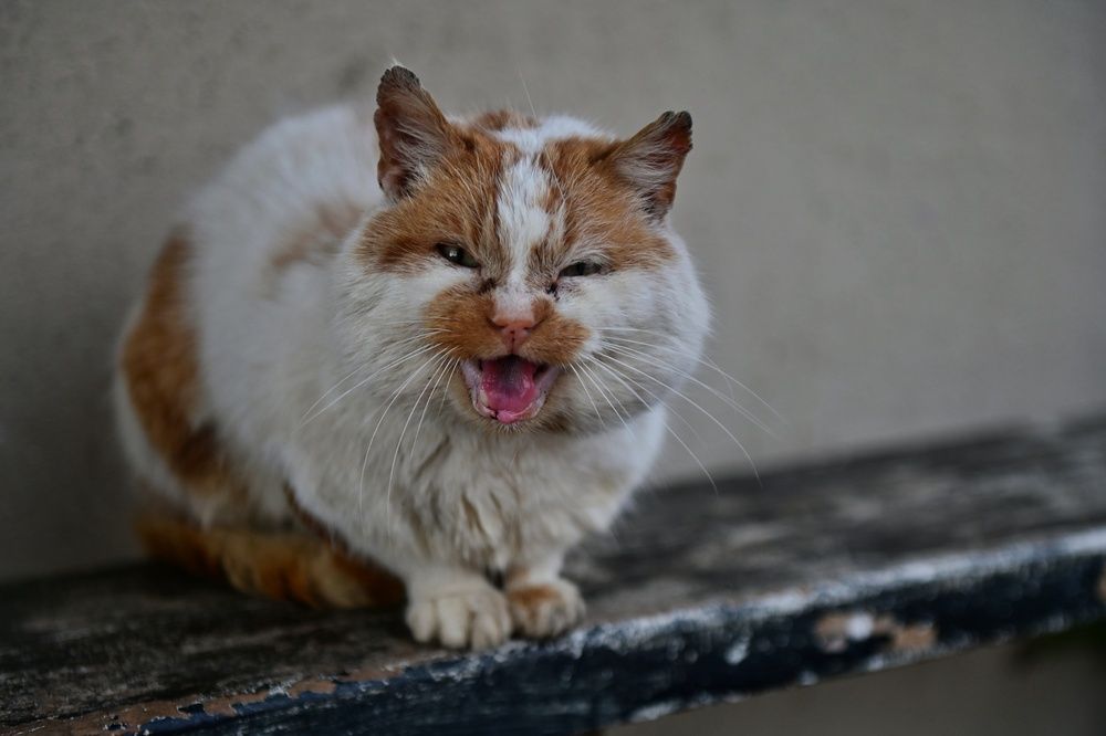 Photograph by Владимир Леликов-Кузьменко