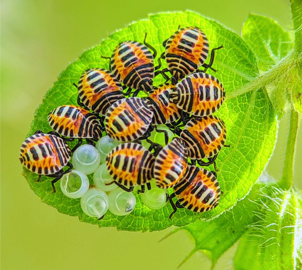 Photograph by QUYẾT TRỌNG NGUYỄN