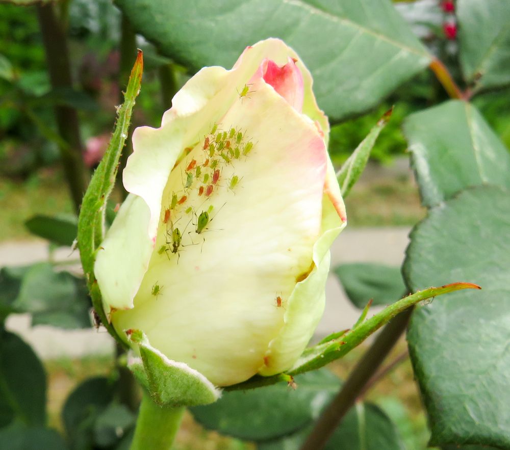 Aphids on a rose bud