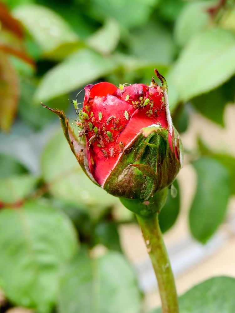 Aphids on a red rose bud