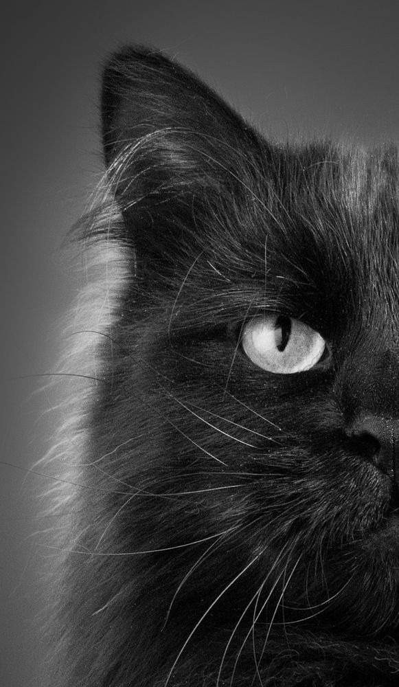 Simuran Onix, siberian cat