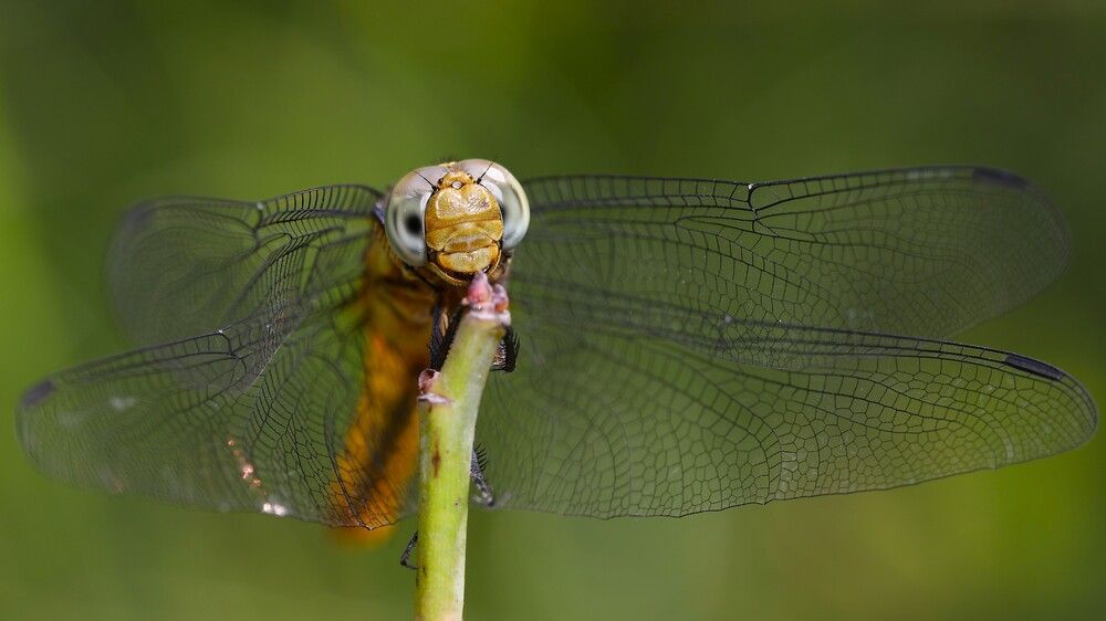 DRAGONFLY